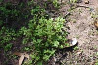 Pudakul Aboriginal Tour  (2).jpg