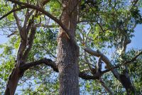 Pudakul Aboriginal Tour  (3).jpg