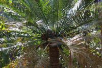 Pudakul Aboriginal Tour  (5).jpg