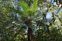 Pudakul Aboriginal Tour  (6).jpg