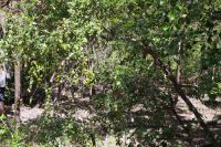 Pudakul Aboriginal Tour  (8).jpg