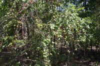 Pudakul Aboriginal Tour  (9).jpg