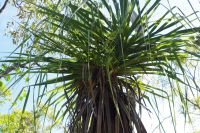 Pudakul Aboriginal Tour (12).jpg