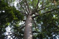 Queensland Kauri im Regenwald auf dem Weg nach Kuranda (1).jpg