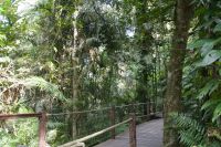Regenwaldspaziergang auf dem Weg nach Kuranda (3).jpg