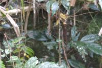 Regenwaldspaziergang auf dem Weg nach Kuranda (4).jpg