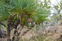 Spaziergang zu den Felsmalereien an den Nourlangiefelsen, Kakadu Nationalpark (17).jpg