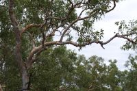Spaziergang zu den Felsmalereien an den Nourlangiefelsen, Kakadu Nationalpark (19).jpg