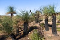 Westaustralien - Grasbäume im Wanagarren Naturreservat (1).jpg