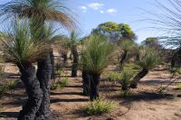 Westaustralien - Grasbäume im Wanagarren Naturreservat (3).jpg