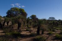 Westaustralien - Grasbäume im Wanagarren Naturreservat (4).jpg
