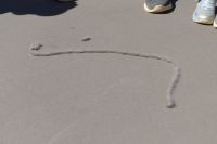 Westaustralien - Nambung Nationalpark (3).jpg