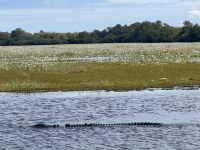 Bootsfahrt auf dem Yellow Waters.jpeg