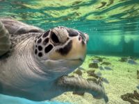 Cairns Aquarium - Schildkröten Krankenhaus (1).jpeg