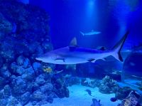 Cairns Aquarium (1).jpeg