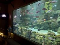 Cairns Aquarium (2).jpeg