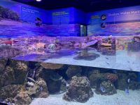 Cairns Aquarium (7).jpeg