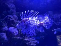 Cairns Aquarium (8).jpeg