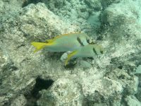 Great Barrier Reef (5).jpeg