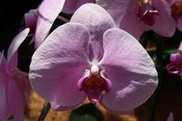 Ginger Garden in Singapur