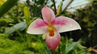 Orchideengarten im Botanischen Garten Singapur 