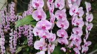Orchideengarten im Botanischen Garten Singapur 