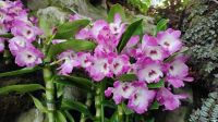 Orchideengarten im Botanischen Garten Singapur 