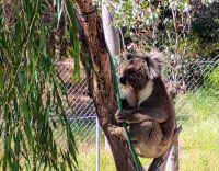 Yanchep National, Park Western Australia 