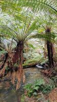 Melba Gully, Great Otway National Park