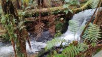 Melba Gully, Great Otway National Park