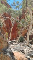 Ghost Tree (Geister-Euchalyptus), Standley Chasm, West MacDonnell National Park