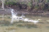 Krokodil schlägt um sich, Yellow Water River Bootsfahrt Kakadu Nationalpark 