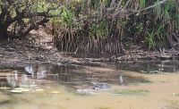 Krokodil, Yellow Water River Bootsfahrt, Kakadu Nationalpark 