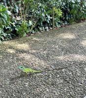 Botanischer Garten Singapur