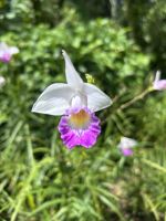 Botanischer Garten Singapur