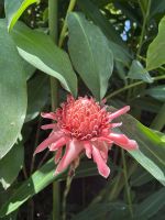 Botanischer Garten Singapur