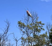 Perth: Pinnacles Nationalpark