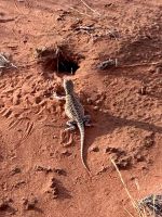 Outback: tierische Gefährten