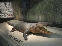 Stadtrundfahrt in Darwin: Kunst-und Kulturzentrum