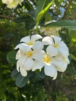 Stadtrundfahrt in Darwin