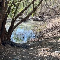 Ausflug: Kakadu Nationalpark: Bootsfahrt auf dem Yellow River