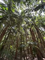 Cairns: Cattana Wetlands