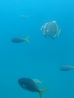 Cairns: Great Barrier Reef
