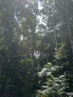 Kuranda: Ausflug mit dem Armie Duck