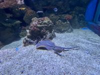 Cairns: Aquarium