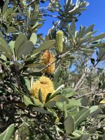 Sydney: Stadtrundfahrt