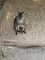 Ausflug in die Blue Moutains: Featherdale Wildlife Park