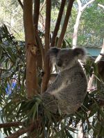 Ausflug in die Blue Moutains: Featherdale Wildlife Park