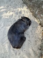 Ausflug in die Blue Moutains: Featherdale Wildlife Park