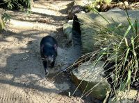 Ausflug in die Blue Moutains: Featherdale Wildlife Park